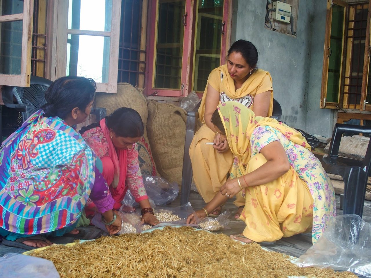 Women in Rait, Himachal Pradesh, preparing straw and spawn to grow oyster mushrooms.